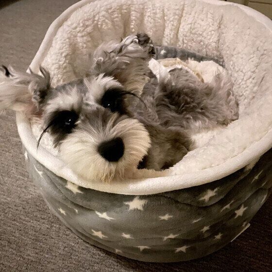 ミニチュア・シュナウザー