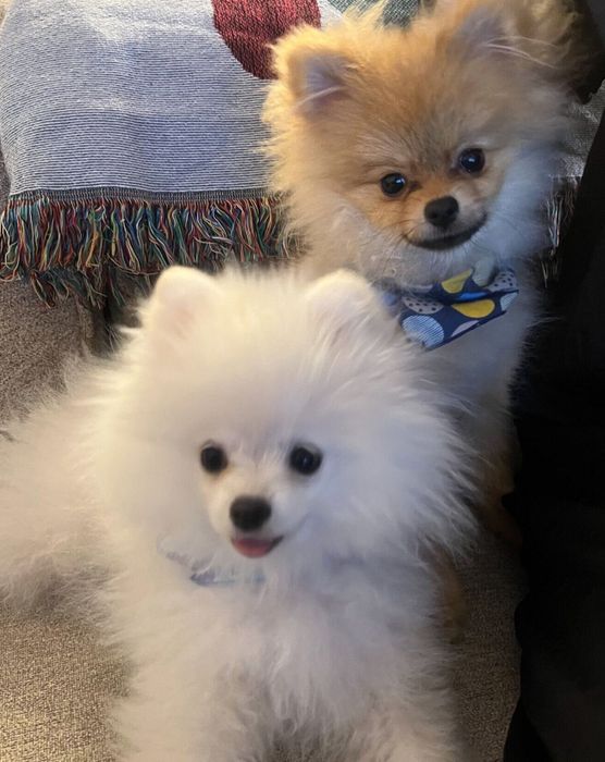 小太郎くんと先住犬・半蔵くん