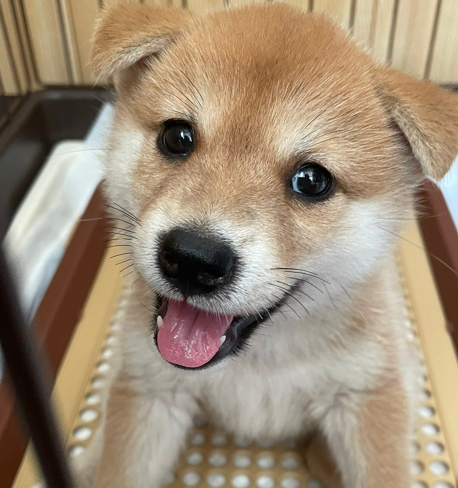 生後2カ月半の千夜ちゃん。