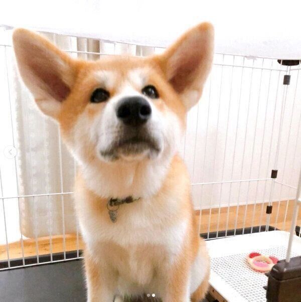 子犬時代のよたろうくん