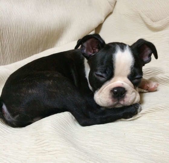 うとうとボステリ