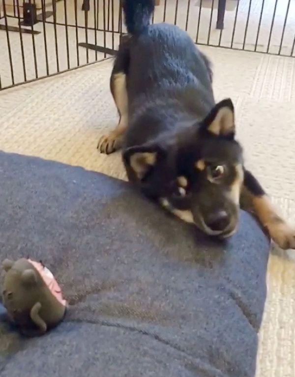 オモチャで遊ぶ豆柴