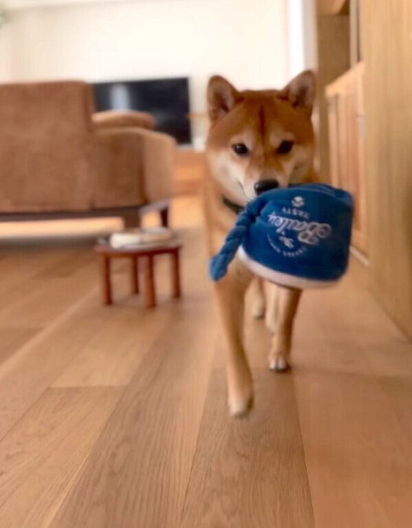 おもちゃを持ってくるあんこちゃん