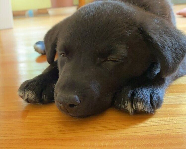 お迎え当時の月くん。ウトウトとお昼寝