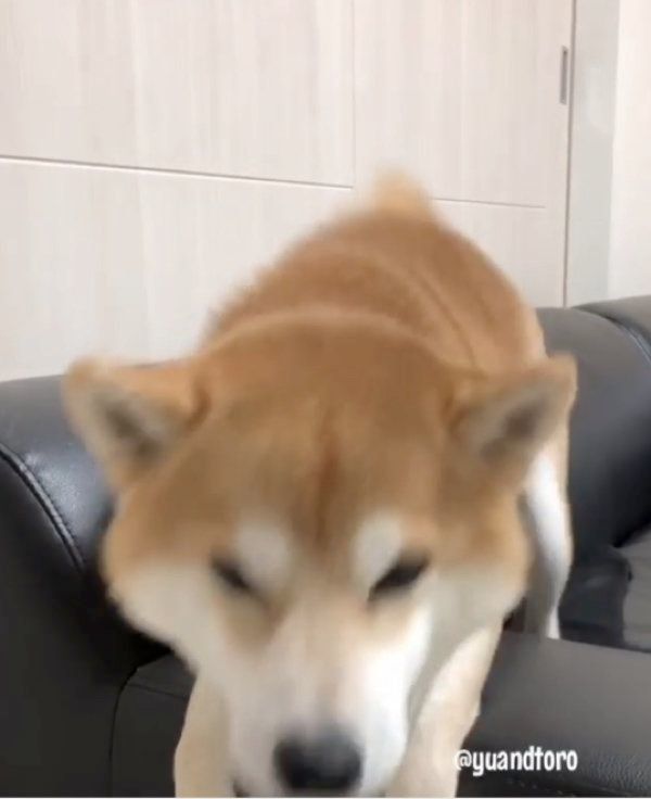 柴犬のゆうくん