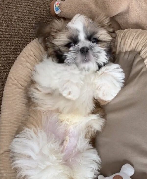 ヘソ天するほっぷくん