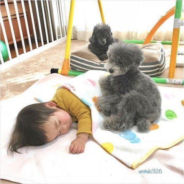 トイ・プードルと男の子