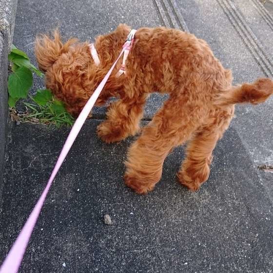 散歩するトイ・プードル