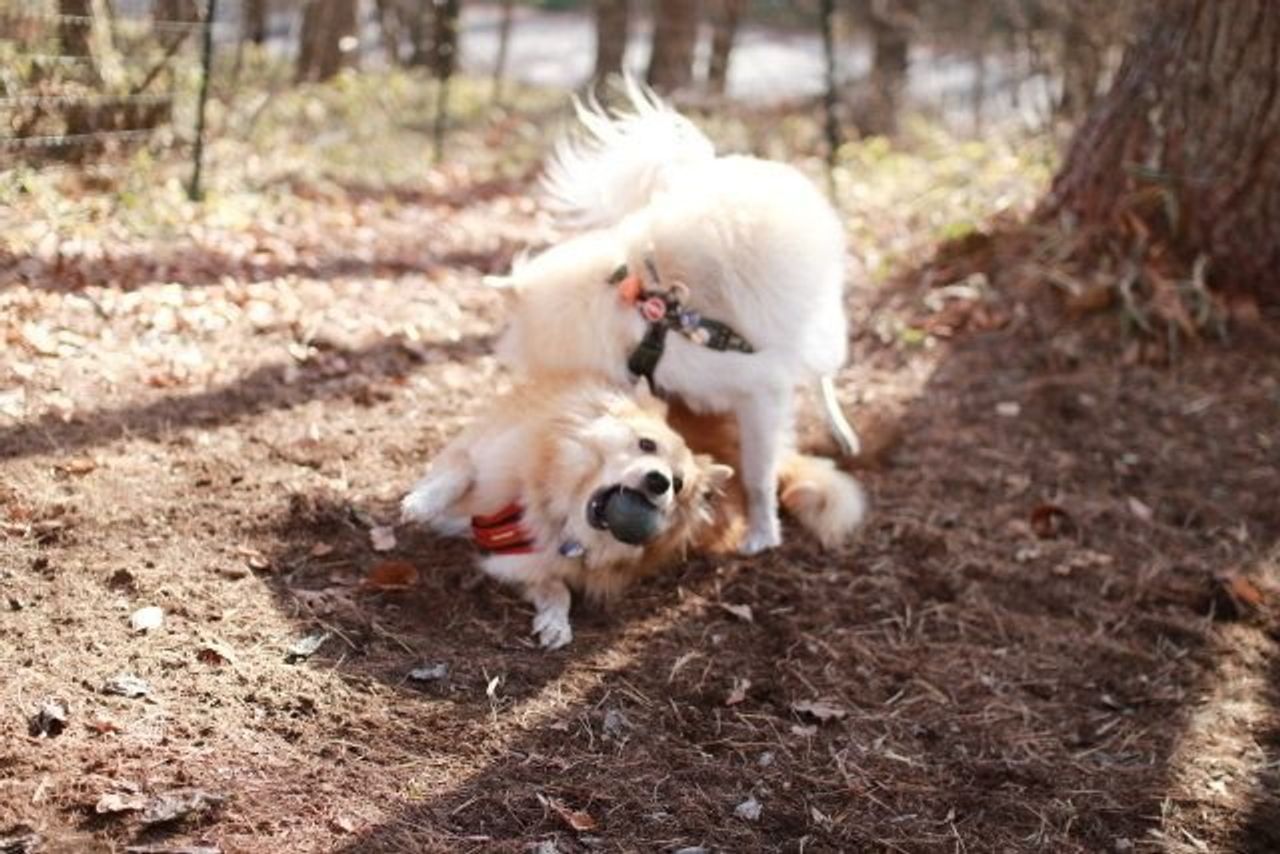 偽善の動物保護団体には気をつけようね でも本当は 穴澤賢の犬のはなし いぬのきもちweb Magazine 偽善の動物保護団体には気をつけようね でも本当は 穴澤賢の犬のはなし いぬのきもちweb Magazine