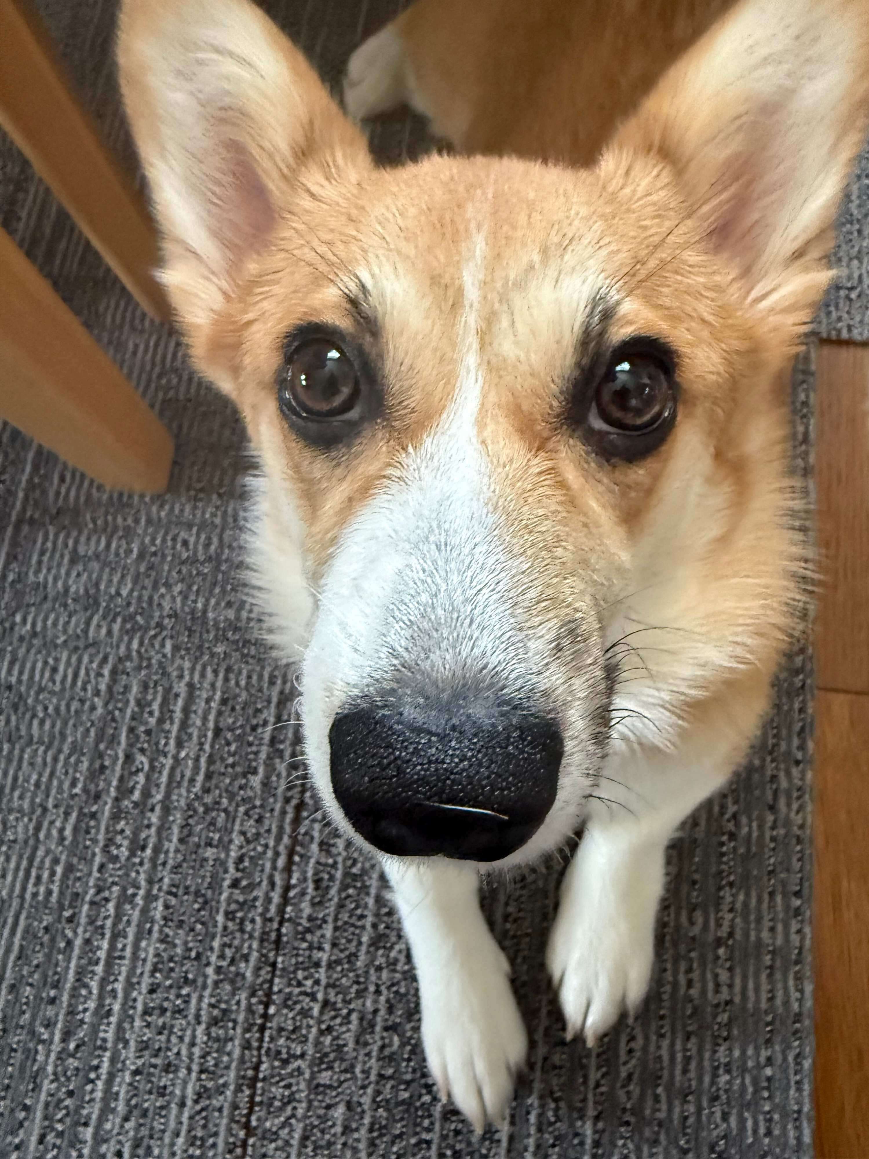 生後5カ月のコーギー