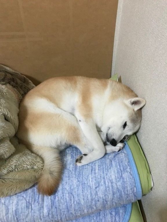 すみっこ ぽちくん