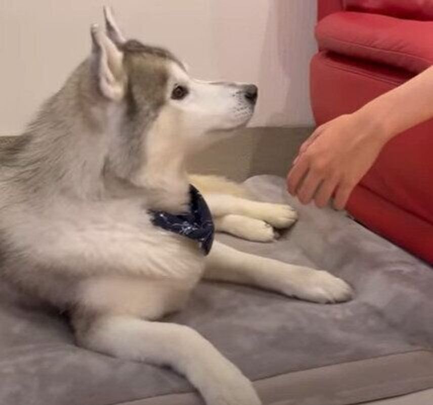 お兄ちゃんの お手 を頑なに無視するハスキー 最後はちょっと投げやりに いぬのきもちweb Magazine お兄ちゃんの お手 を頑なに無視するハスキー 最後はちょっと投げやりに いぬのきもちweb Magazine