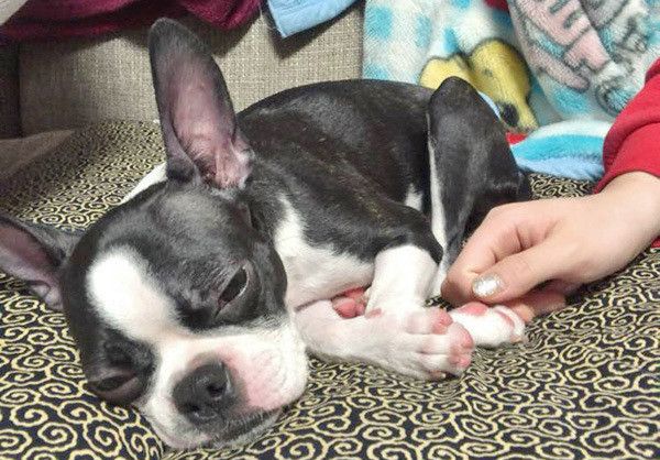 眠るボストン・テリア