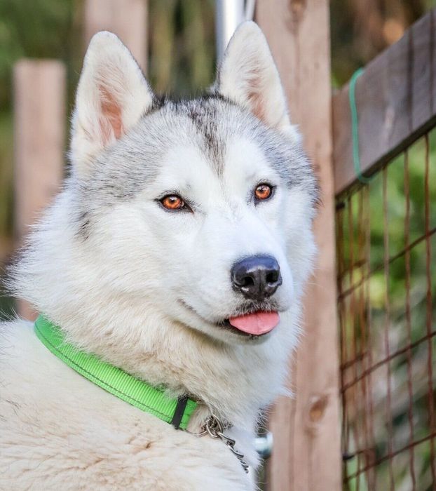 舌がちょっと出てしまうスカイくん