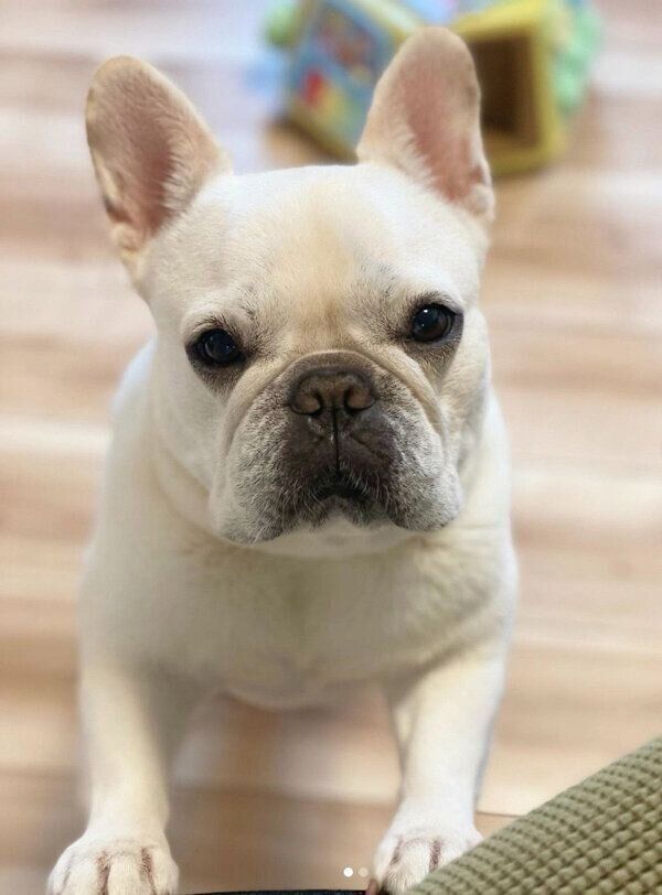 見つめるひまわりちゃん