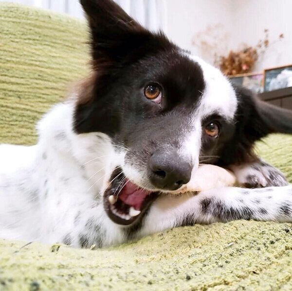 おやつを食べるりんちゃん