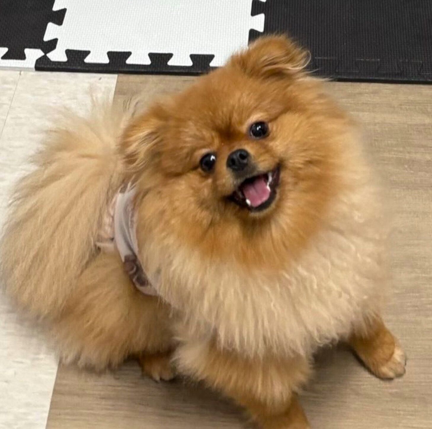 笑顔が可愛いたわしちゃん