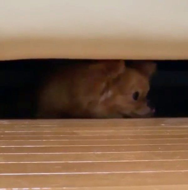ソファの下にいる犬