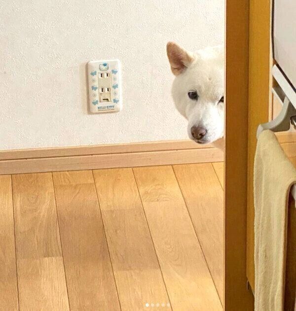 「家政婦は見た!」状態のきなこちゃん