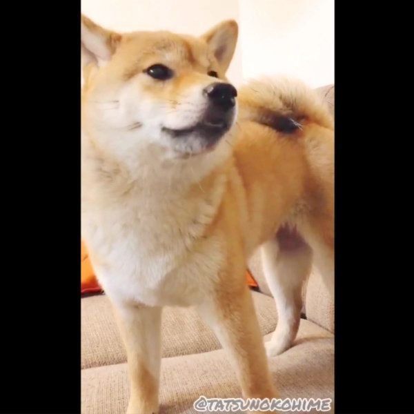 納豆を食べて歯をカチカチ鳴らすタッちゃん