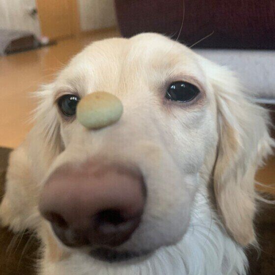 鼻にボーロを載せている白いミニチュア・ダックスフンド