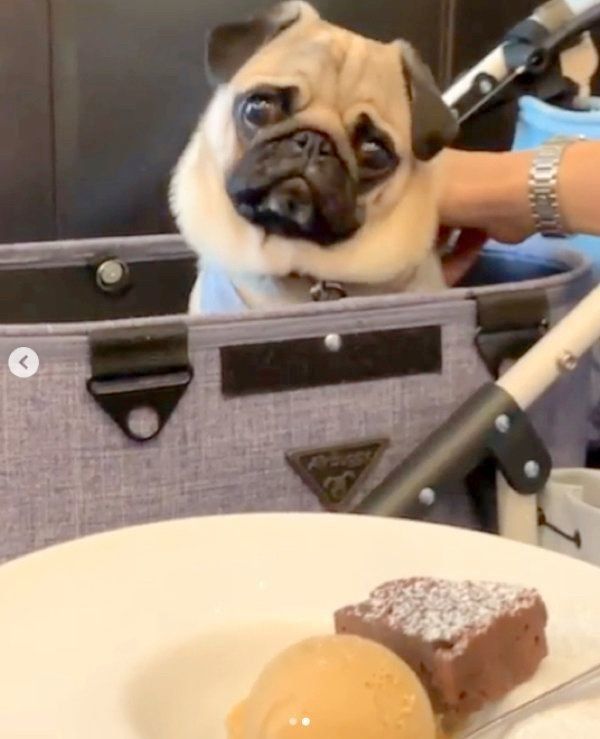 かわいく首を傾げるパグ