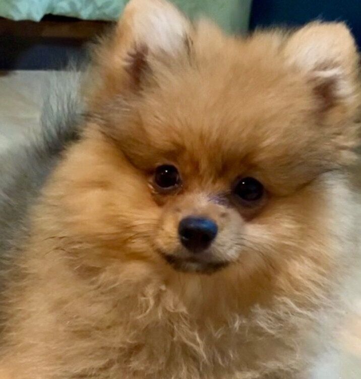 生後3カ月のポメラニアン