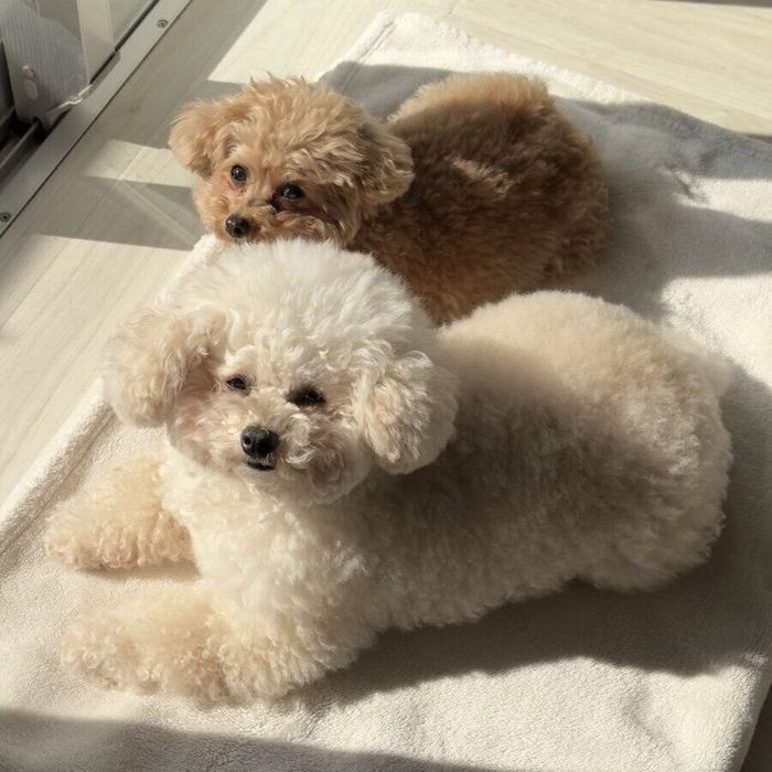 リリィちゃんとモカちゃん