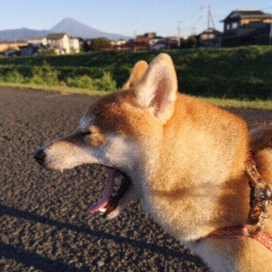 散歩中の柴犬