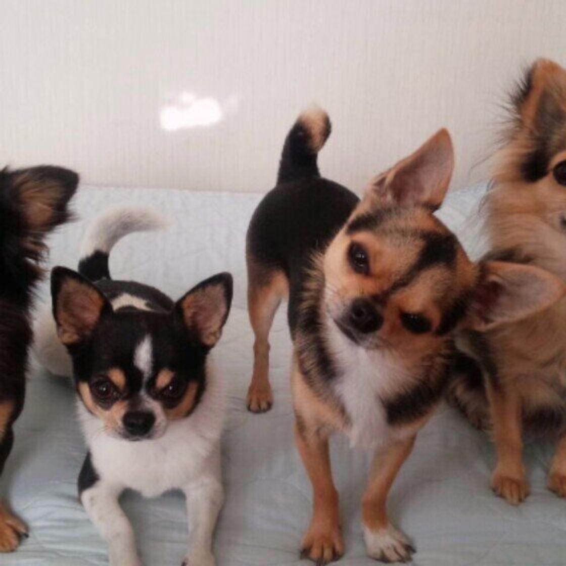 犬が首をかしげる可愛すぎる理由 首をかしげる犬たちが集合 いぬのきもちweb Magazine 犬が首をかしげる可愛すぎる理由 首をかしげる犬たちが集合 いぬのきもちweb Magazine