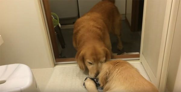 風呂場にいるゴールデン・レトリーバー