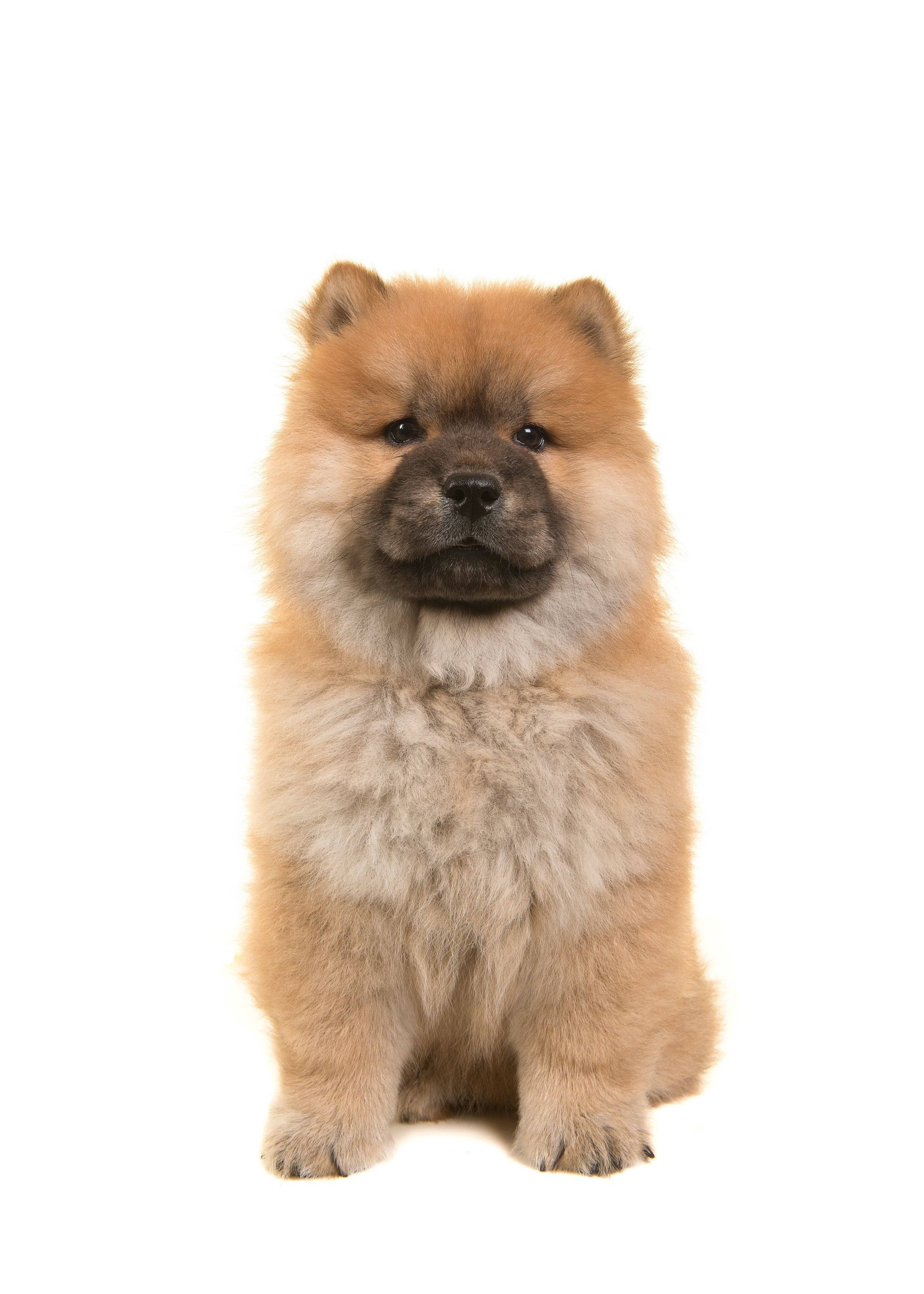 チャウ チャウの特徴と性格 飼い方 価格相場など 犬図鑑 いぬのきもちweb Magazine