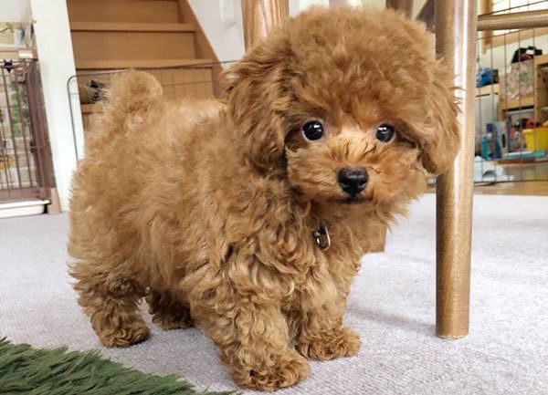 見つめるトイ・プードル