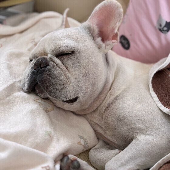 気持ちよさそうにお昼寝中のフレンチ・ブルドッグ いぬのきもち