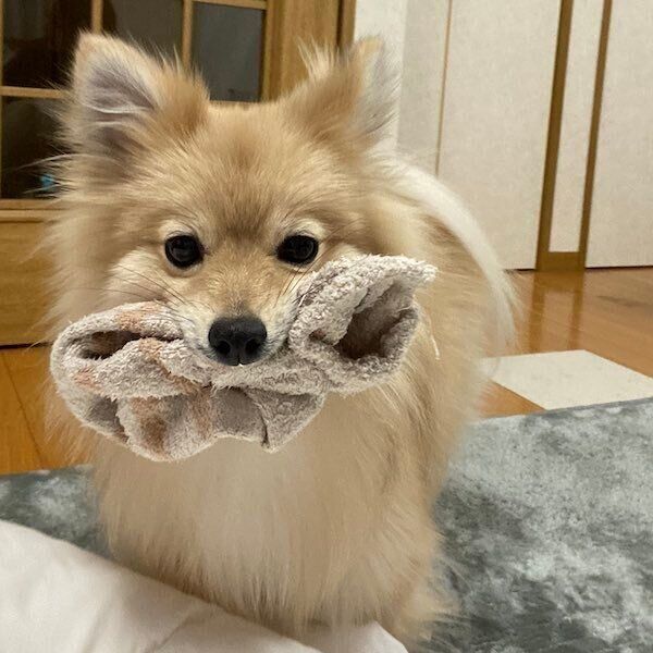 靴下をくわえるはちみつちゃん