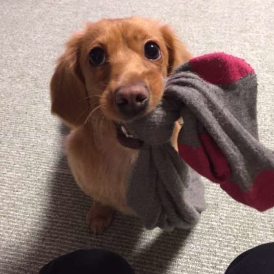 タイツをくわえるミニチュア・ダックスフンド