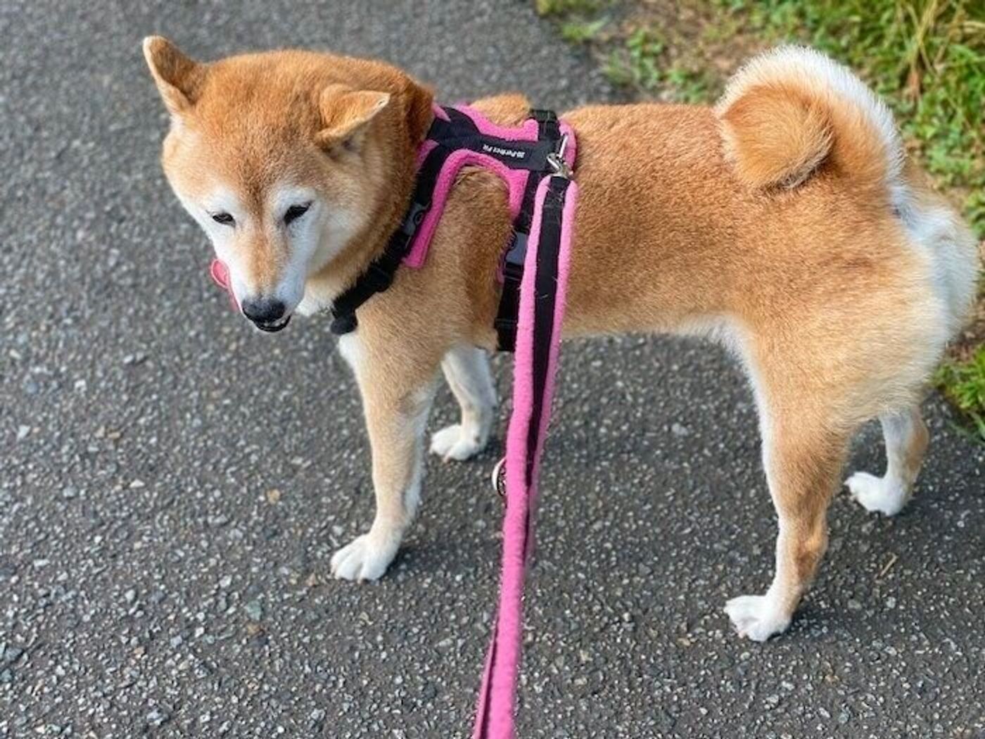 11歳6カ月の柴犬マロたん 暑い日のゆるゆるした過ごし方とは いぬのきもちweb Magazine 11歳6カ月の柴犬マロたん 暑い日のゆるゆるした過ごし方とは いぬのきもちweb Magazine