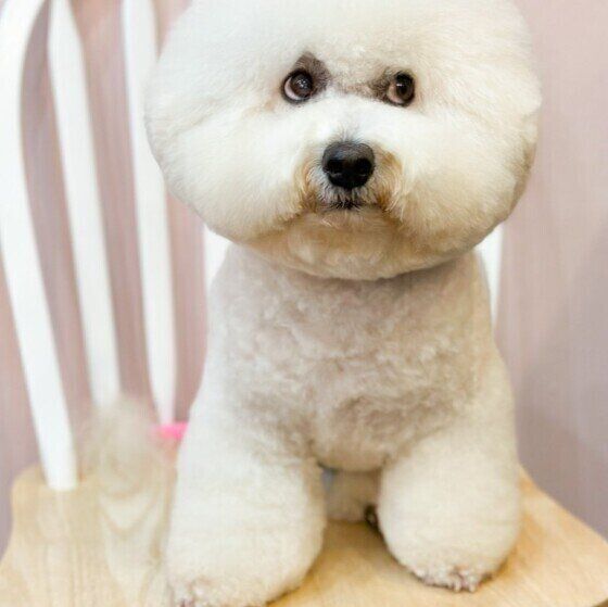 ビション・フリーゼのジミンちゃん