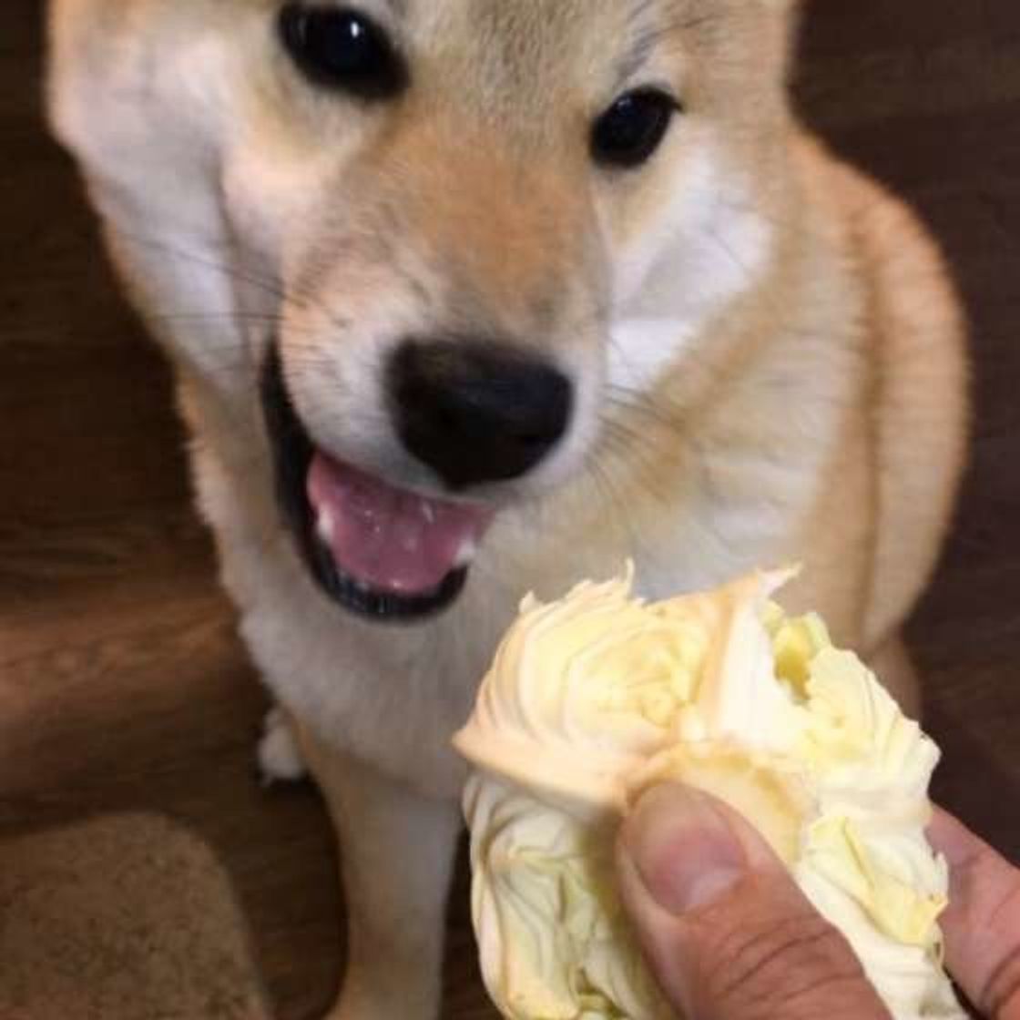 旬のジャガイモやキャベツってどうなの 犬に野菜を与える際の注意点 いぬのきもちweb Magazine 旬のジャガイモやキャベツってどうなの 犬に野菜を与える際の注意点 いぬのきもちweb Magazine