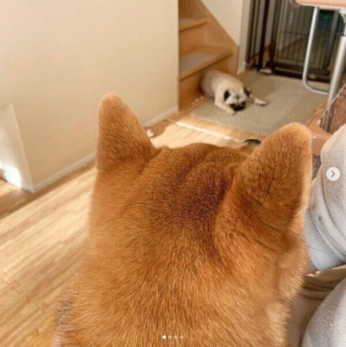 飼い主の膝の上を柴犬にとられたパグ 絵に描いたような ふてくされ 具合にキュン いぬのきもちweb Magazine 飼い主の膝の上を柴犬にとられたパグ 絵に描いたような ふてくされ 具合にキュン いぬのきもちweb Magazine