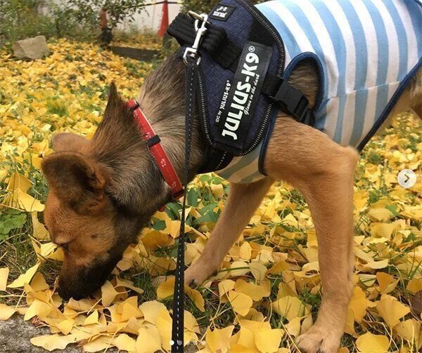 散歩するいのちゃん