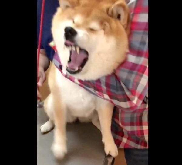 診察台に乗って険しいお顔をするハナちゃん