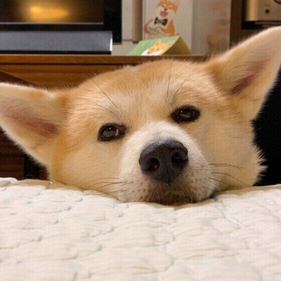 アゴを乗せる秋田犬