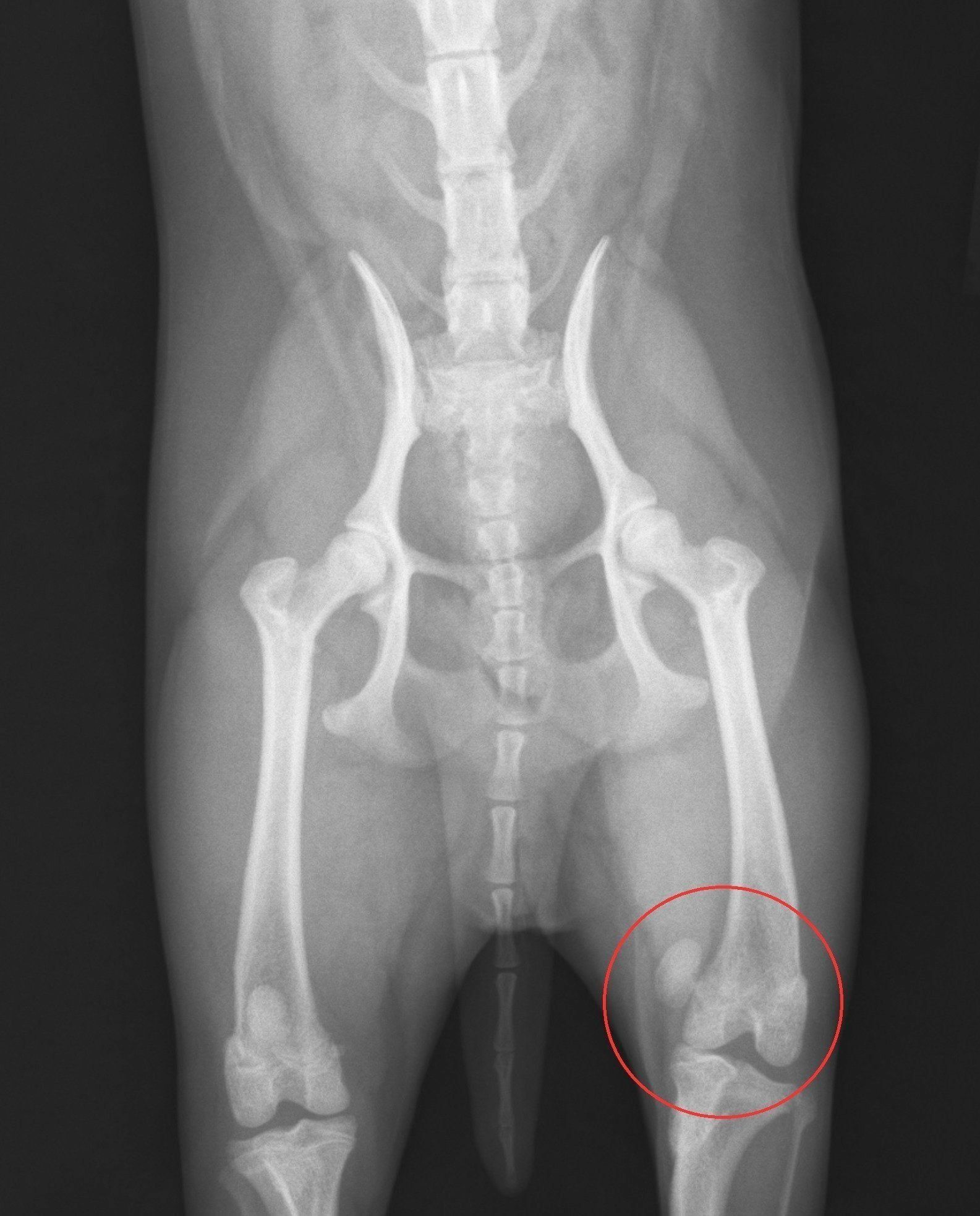 症例写真提供／ノヤ動物病院