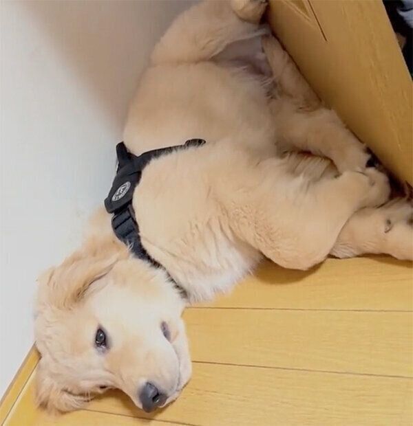 ドアの前でワザと寝るポチタくん