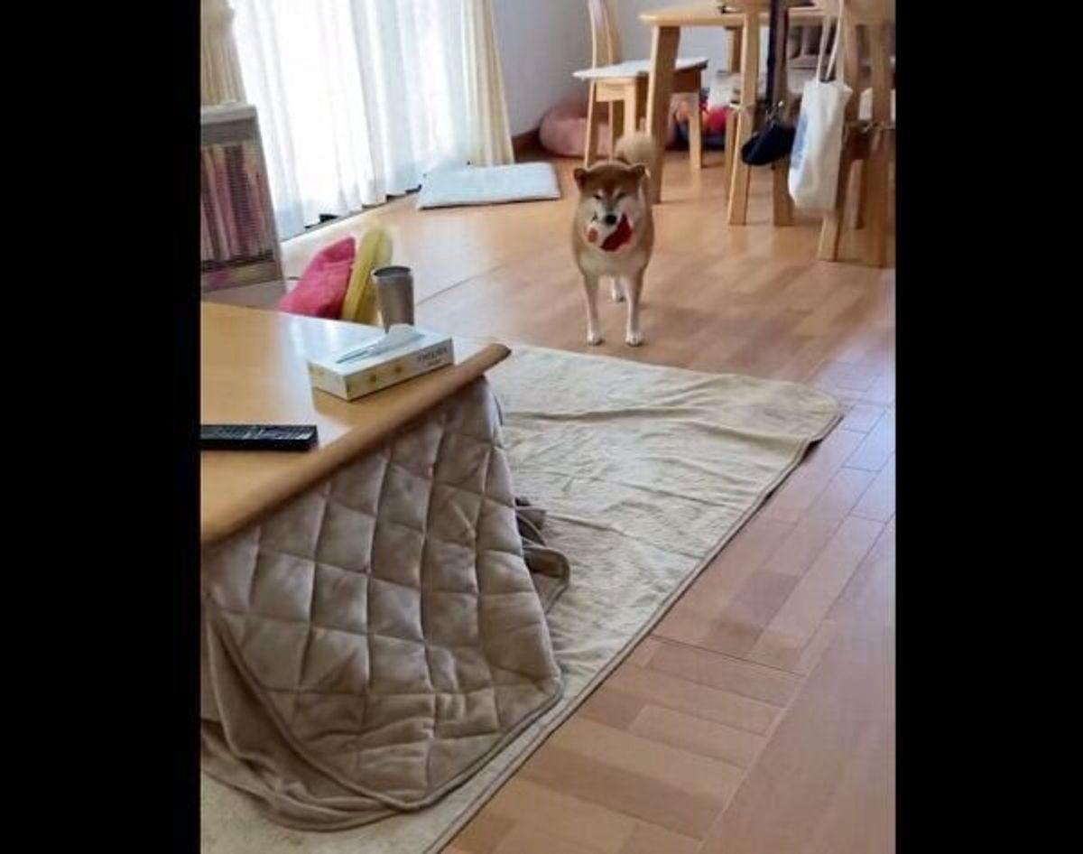 2階から降りてきた飼い主を見て大喜びする犬 一日に何度も訪れる感動の再会 にほっこり いぬのきもちweb Magazine 2階から降りてきた飼い主を見て大喜びする犬 一日に何度も訪れる感動の再会 にほっこり いぬのきもちweb Magazine