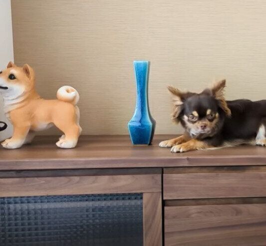 置き物みたいなリタくん