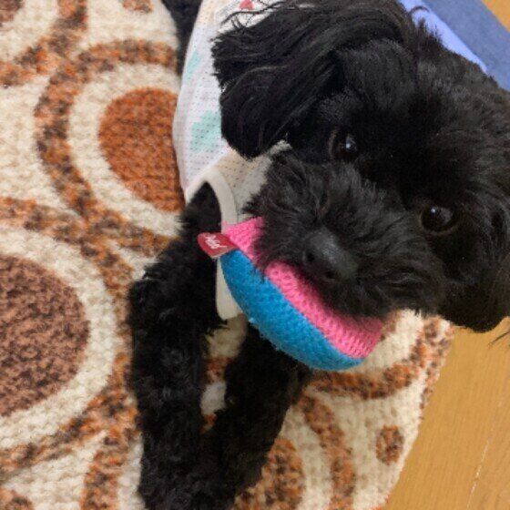 おもちゃをくわえる犬