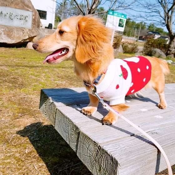 ミニチュア・ダックスフンドのはなちゃん