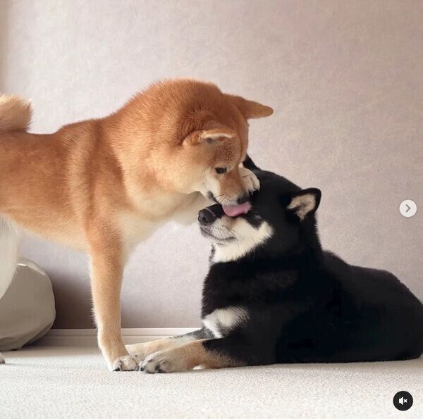 あさちゃんのことをペロペロとなめるのんちゃん